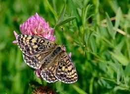 papillon sur une fleur en région sud