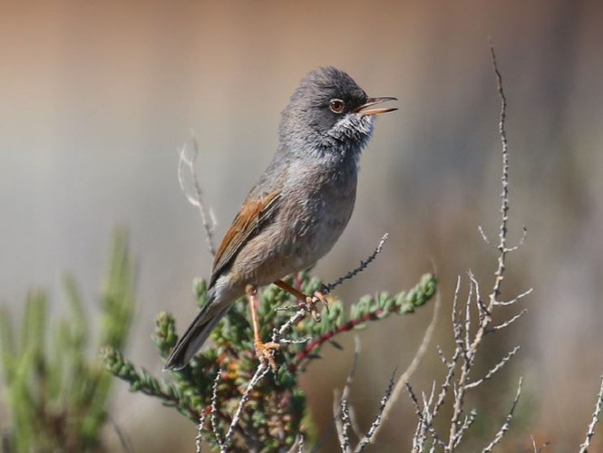 oiseau en région sud via le tourisme durable